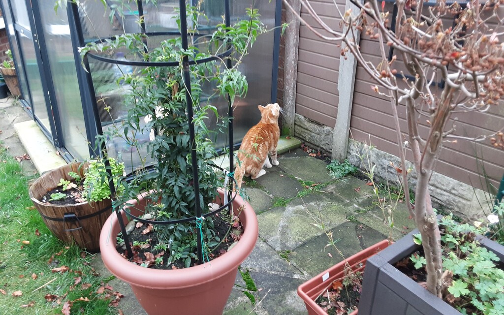 Hunter in the garden. Also, a heavy flowerpot with a Jasmine. by grace55