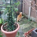 Hunter in the garden. Also, a heavy flowerpot with a Jasmine.