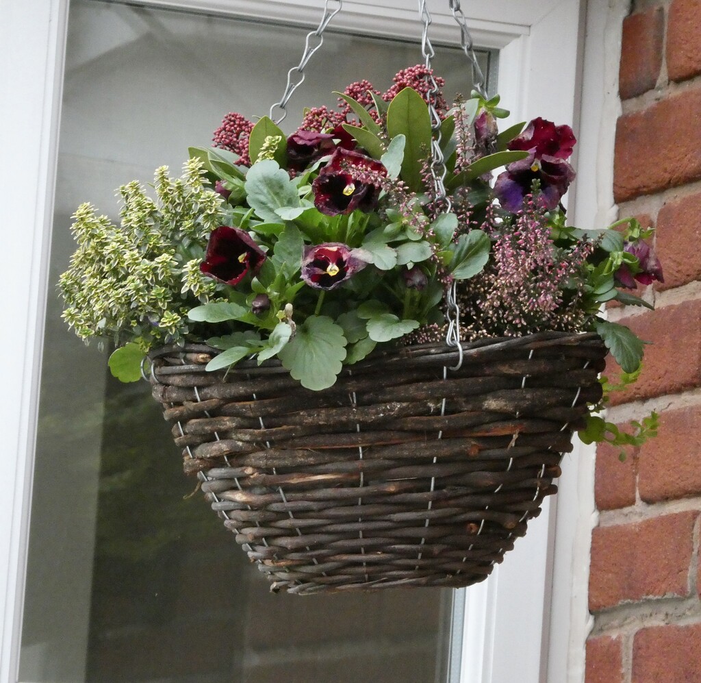 I cannot take any credit for this hanging basket by orchid99