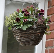 3rd Nov 2024 - I cannot take any credit for this hanging basket