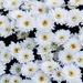 A close up of some mums