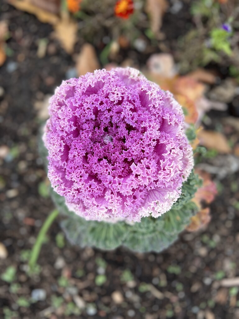 Ornamental Cabbage by radiogirl