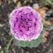 Ornamental Cabbage