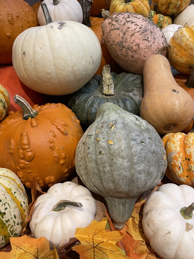 Pumpkins by sshoe