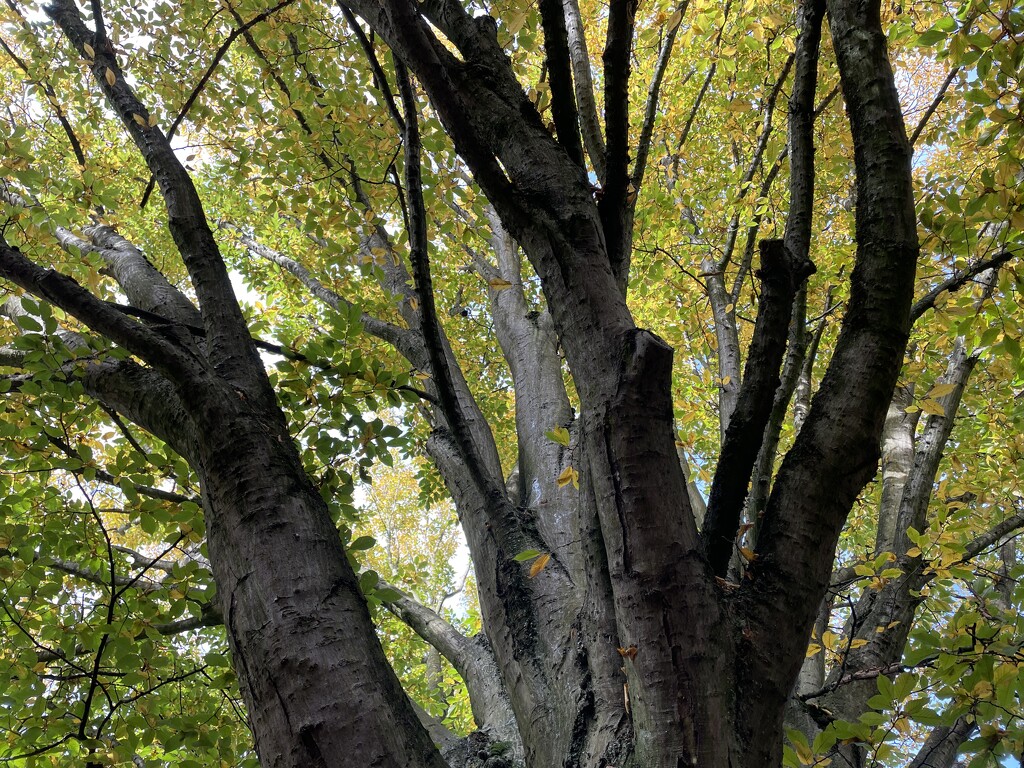 Autumn tree by sshoe