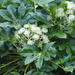 Fatsia Japonica