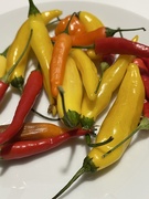 22nd Oct 2024 - Chillies from Krishnali’s trees