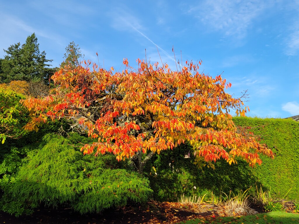 Fall Colours by kimmer50