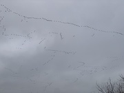 3rd Nov 2024 - Geese