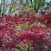 Japanese Maple