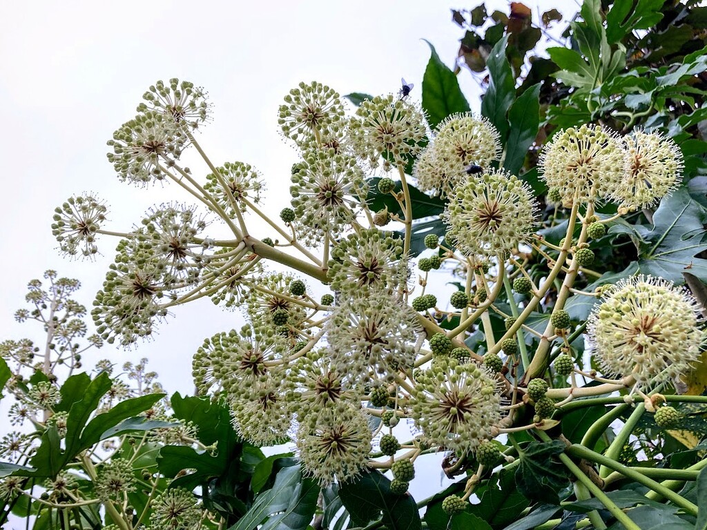 Fatsia Japonica by bigmxx