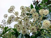 3rd Nov 2024 - Fatsia Japonica