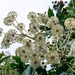 Fatsia Japonica