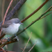 Lesser Whitethroat