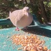 Well Fed Dove