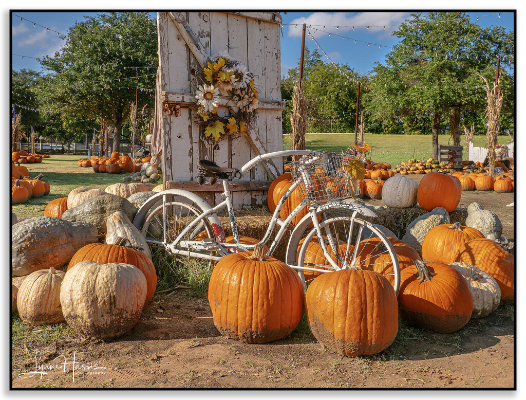 Hall's Pumpkin Farm by lynne5477