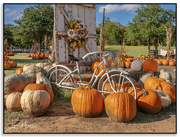 3rd Nov 2024 - Hall's Pumpkin Farm