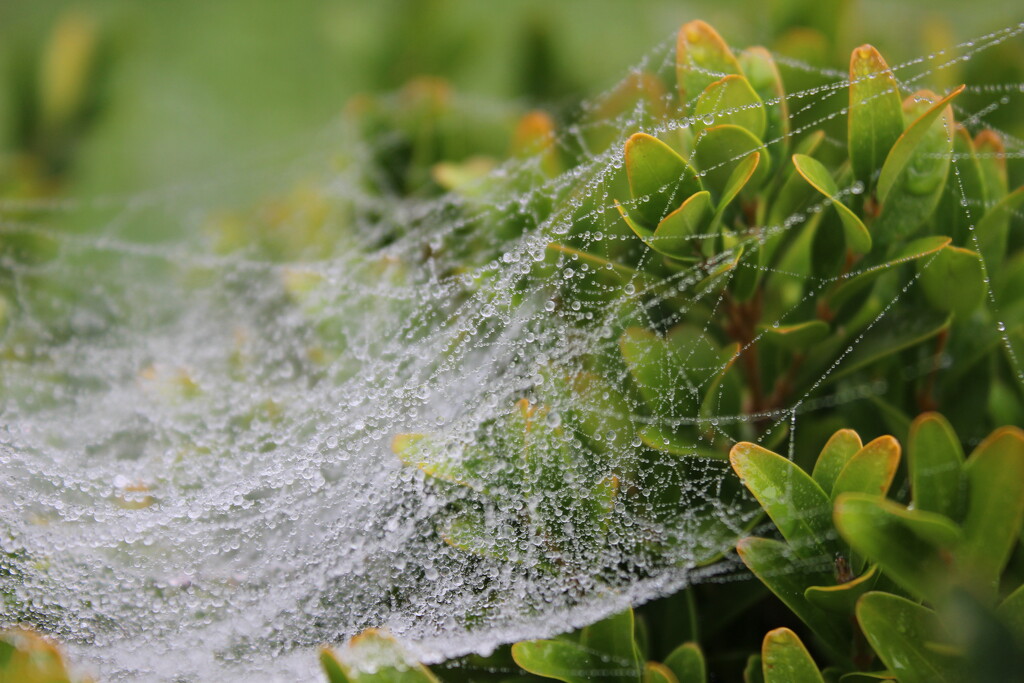 Morning fog caught in a spiderweb by violetlady