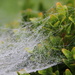 Morning fog caught in a spiderweb