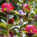 Scarlet banksia (Banksia coccinea)