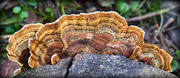 3rd Nov 2024 - Turkeytail