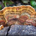 Turkeytail