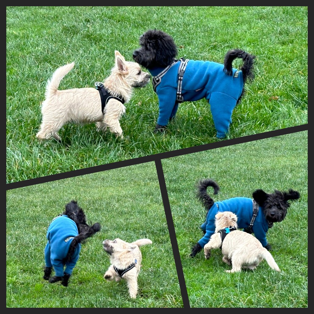 Puppy training  by wendystout