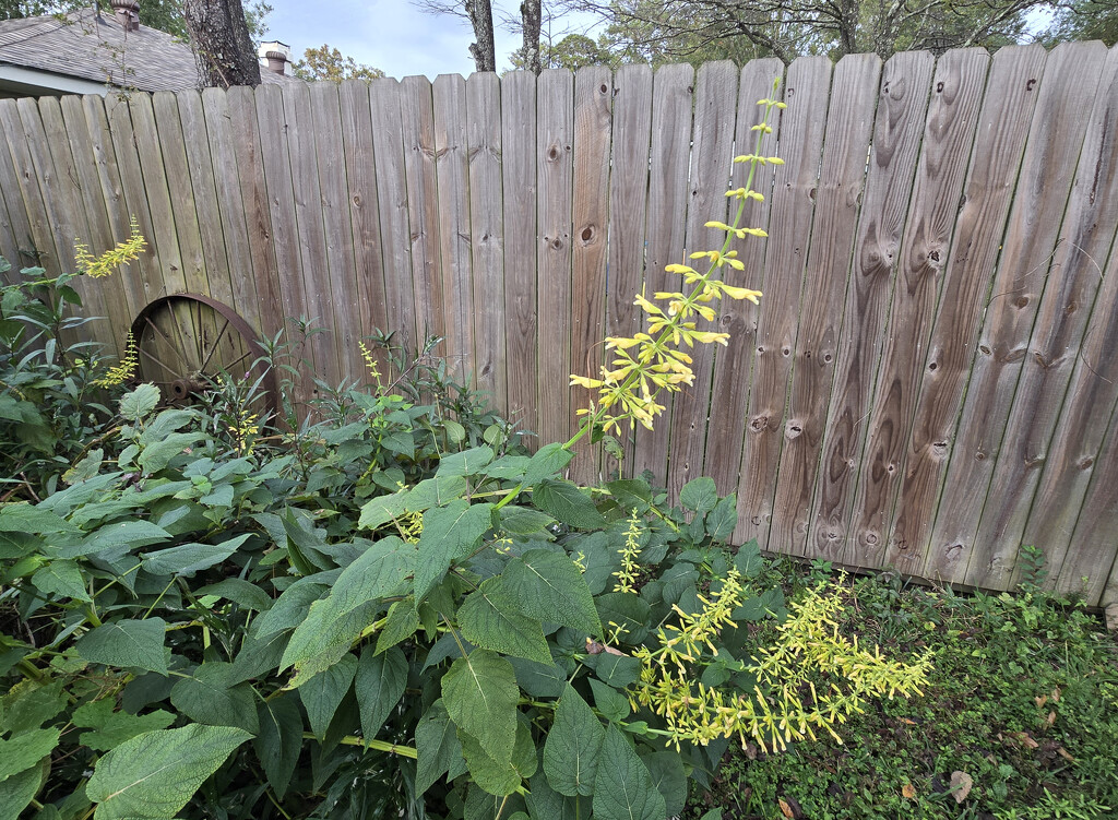 The winter hummingbird garden is blooming by peachfront