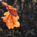 leaves & light