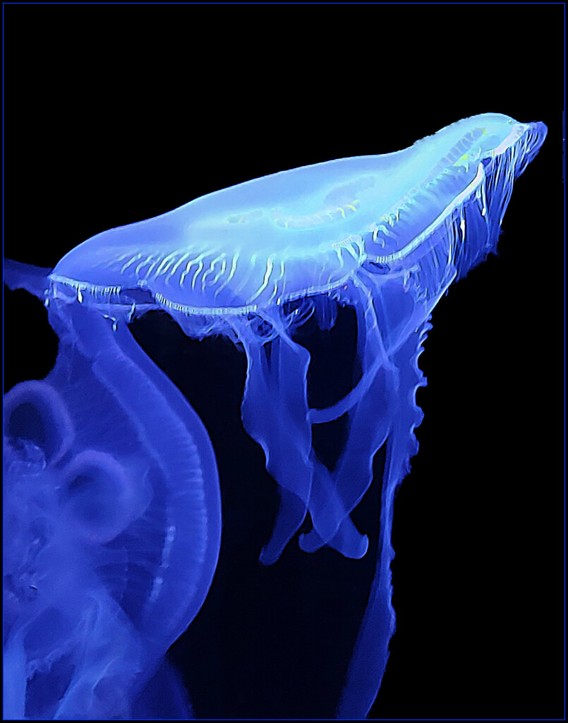 World Jellyfish Day by Ann H. LeFevre · 365 Project