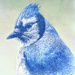 Sketchy Bluejay