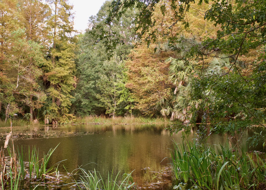 Autumn in Louisiana by eudora