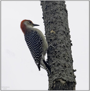 3rd Nov 2024 - Red Headed Woodpecker