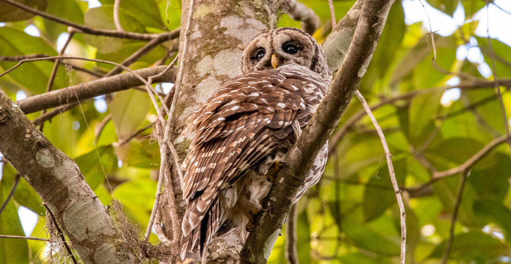 Barred Owl With Eye's Open! by rickster549