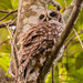 Barred Owl With Eye's Open!