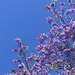 Jacaranda 