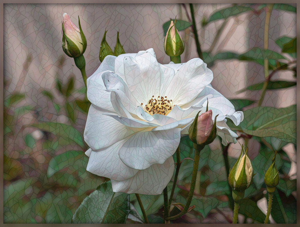 My first roses this season. by ludwigsdiana