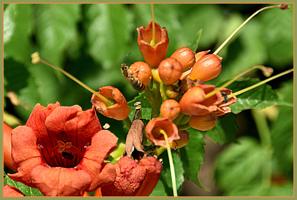 WILD FLOWERS by sangwann