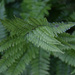 fern