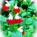 Salvia - Hot Lips