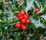 2nd Nov 2024 - Lots of Holly berries......