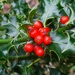 Lots of Holly berries......