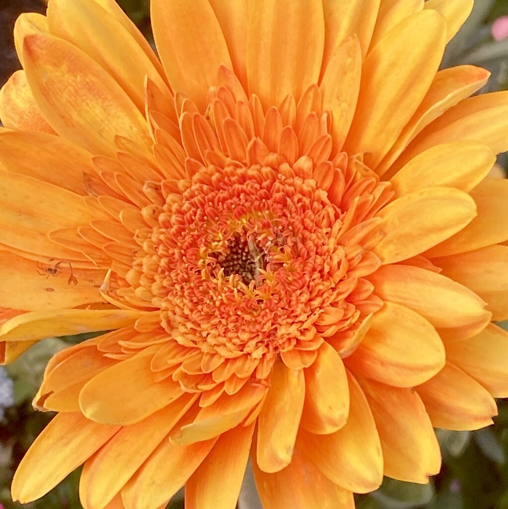 Gerbera by johnfalconer