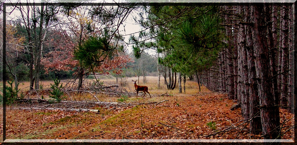 "The wild deer's gaze is a glimpse into nature's soul." by 365projectorgchristine