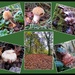 The Outwoods of Charnwood's Fungi