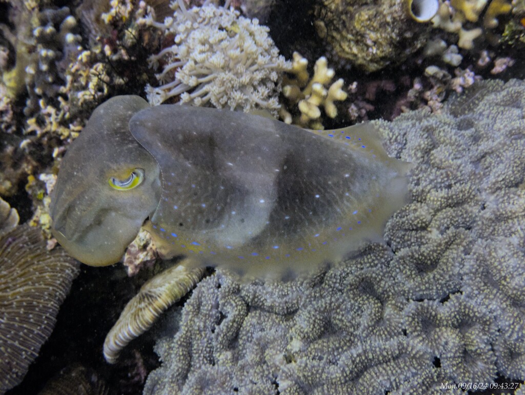 Cuttlefish by wh2021