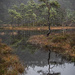 Lone pine tree