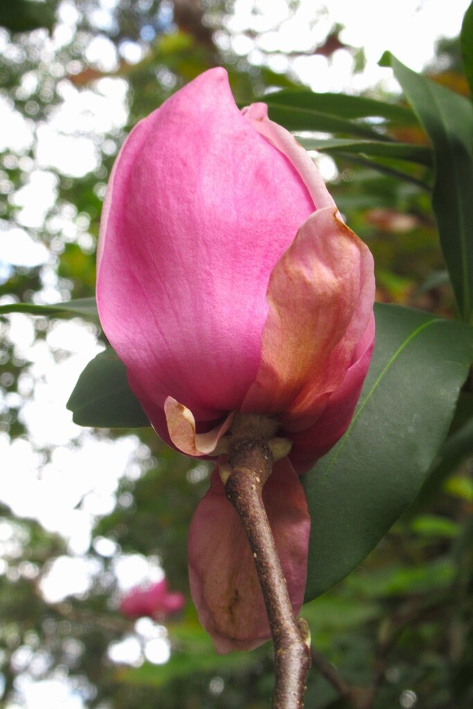 The Camellias are Budding by thedarkroom