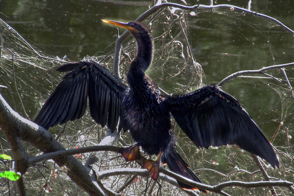 Anhinga Drying its Wings by granagringa