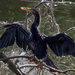 Anhinga Drying its Wings